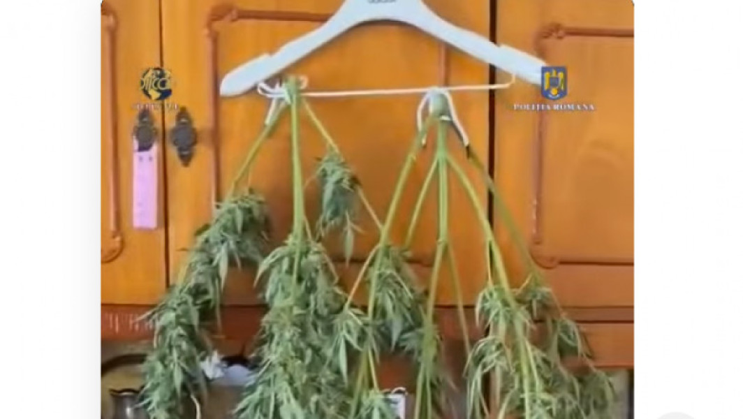 Descoperire de plante de canabis în Sibiu: Un bărbat a fost arestat preventiv