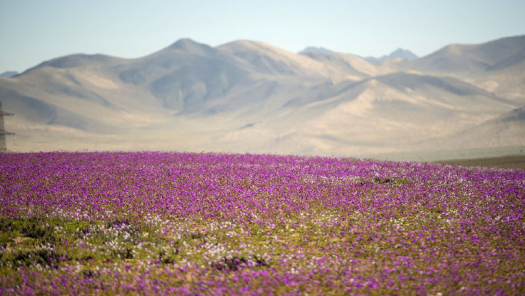 Ploile timpurii transformă deșertul Atacama