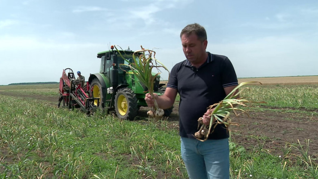Video Avem un nou soi de usturoi românesc, la fel de arătos precum cel de import, creat de cercetătorii din Buzău. Când ajunge în piețe