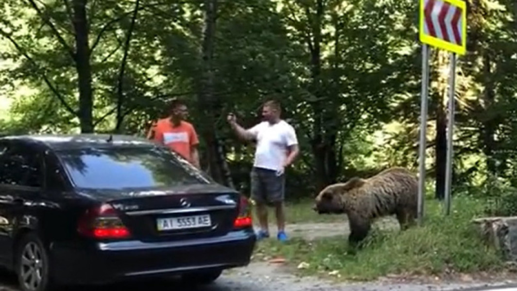 Doi bărbați atacați de urs pe Transfăgărășan. Nu știi niciodată cum reacționează fiara...