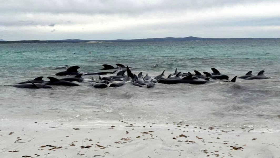 Peste 70 de balene au decedat pe o plajă din Orkney