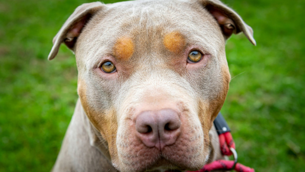 Irlanda interzice câinii din rasa American Bully XL după o serie de atacuri