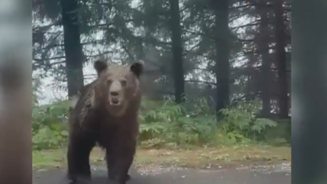 Noi imagini cu urșii de pe Transfăgărășan, poliția avertizează turiștii