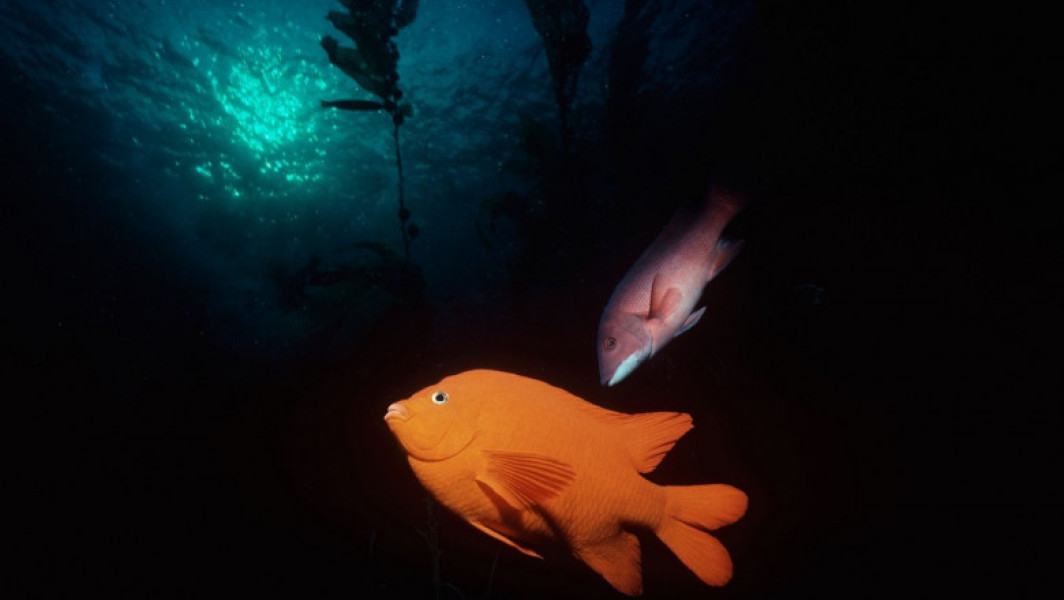 Descoperire surprinzătoare: Oxigenul apare în abisul Oceanului Pacific