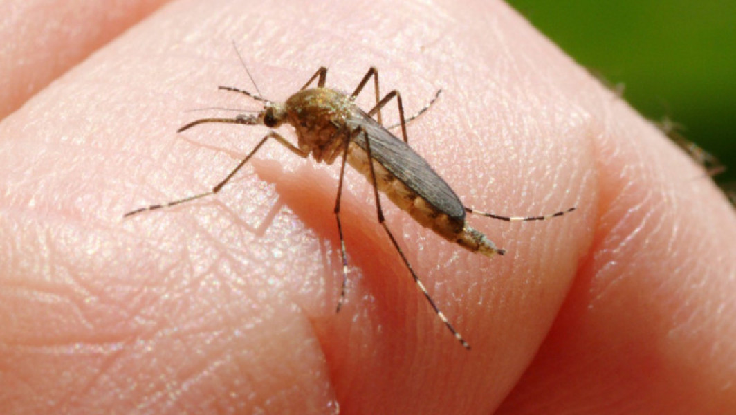 INSP anunță un caz confirmat de infectare cu virusul West Nile în București