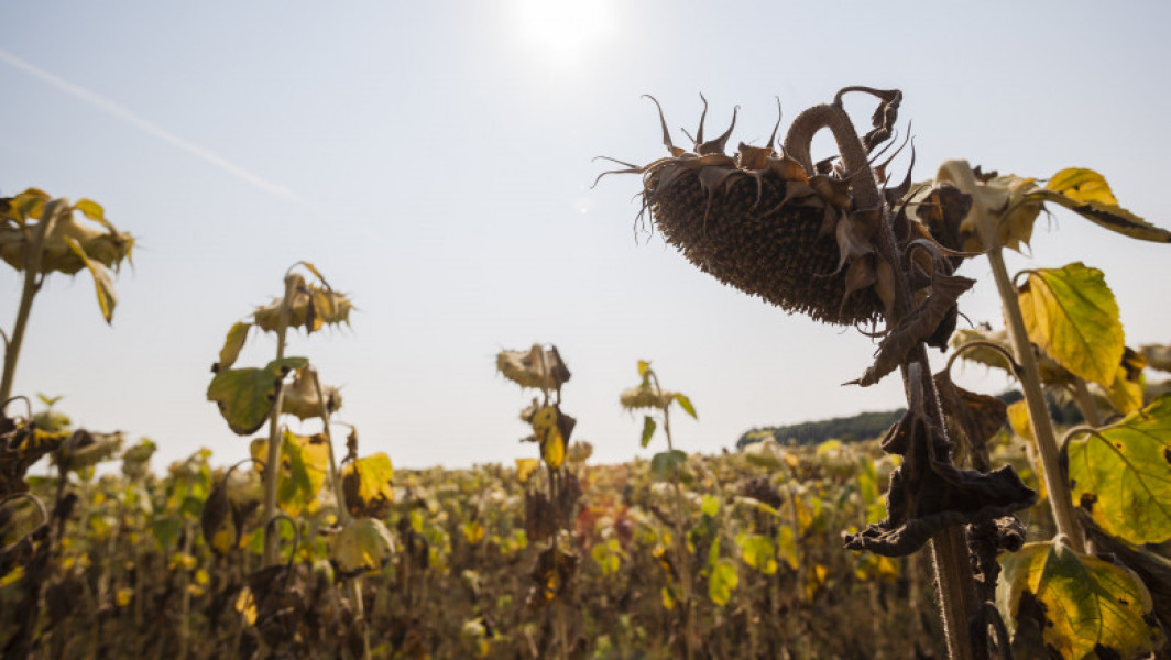 Seceta extremă afectează culturile agricole din România