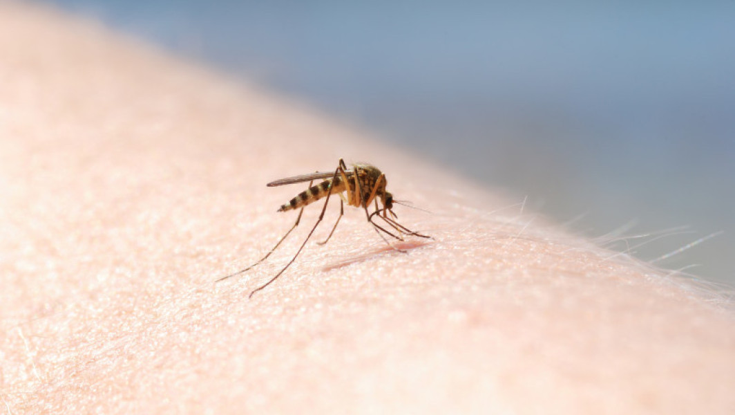 Confirmare a unui caz de encefalită virală acută cu virusul West Nile în județul Mureș