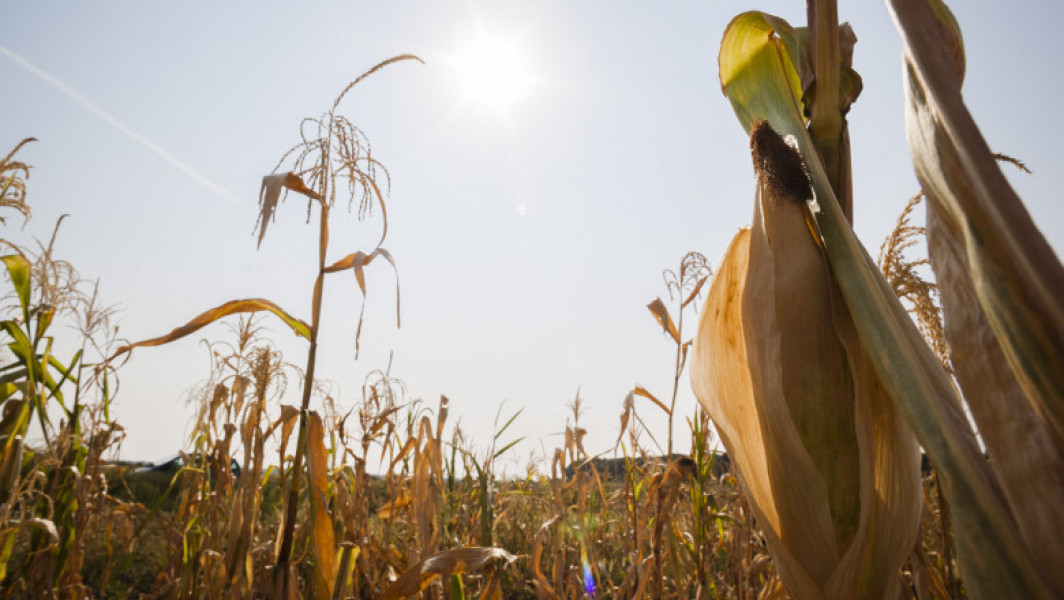 Despagubiri pentru fermieri în contextul secetei, anunțuri de la Ministerul Agriculturii