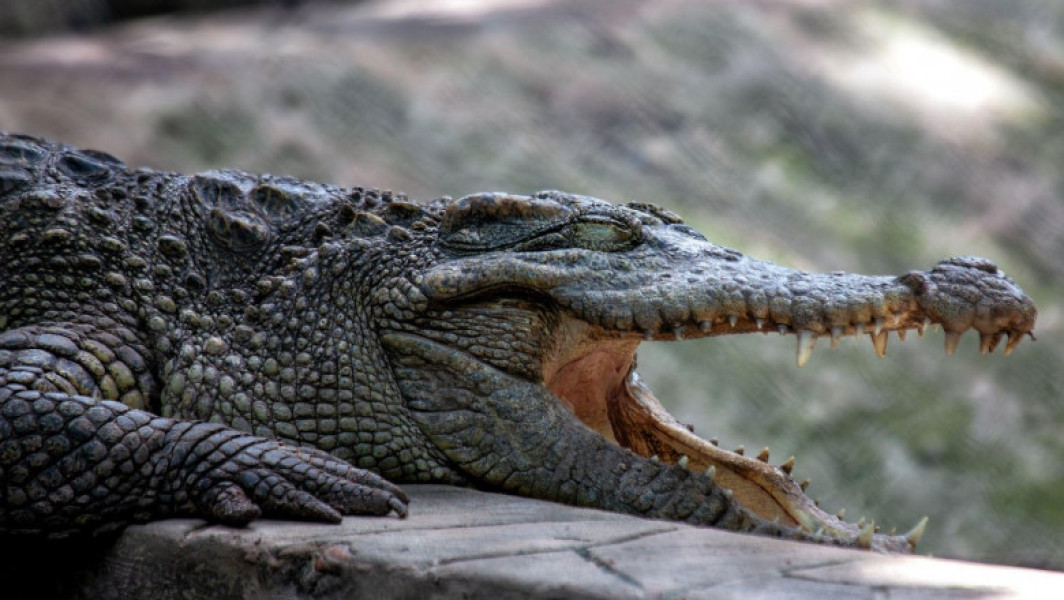 Crocodilul "Crocky" din Sofia scoate la iveală neputințele administrației locale
