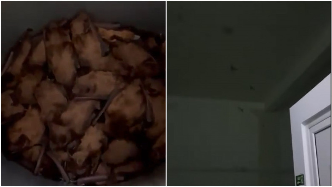 Intervenție a ISU Iași la Spitalul Clinic de Urgență "Sf. Spiridon" din cauza liliecilor