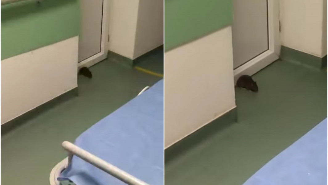 Sobolan filmat pe holurile unui spital din Timiș