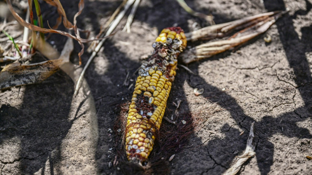 Comisia Europeană propune alocarea a 119,7 milioane de euro pentru fermierii afectați de fenomene climatice