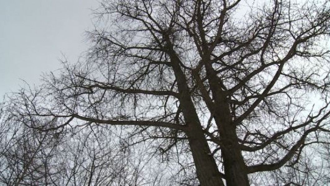 Premiera în România: 8 candidați devin arboriști cu diplomă