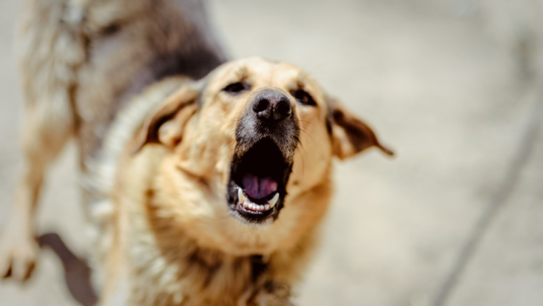 Fetita de 6 ani atacata de un caine Akita in Bucuresti