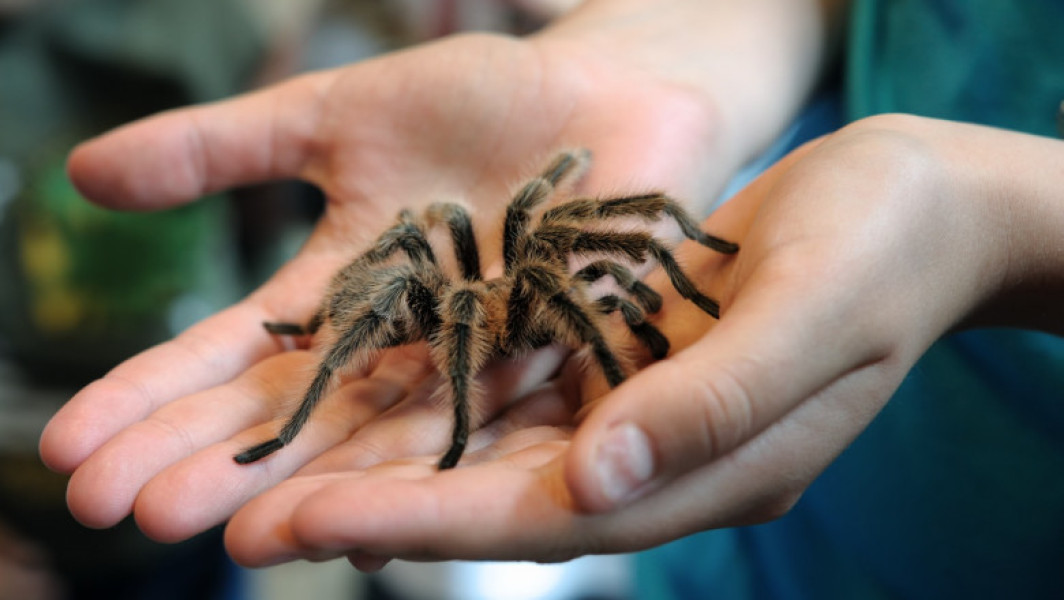 Moda crescătoriei de tarantule în România