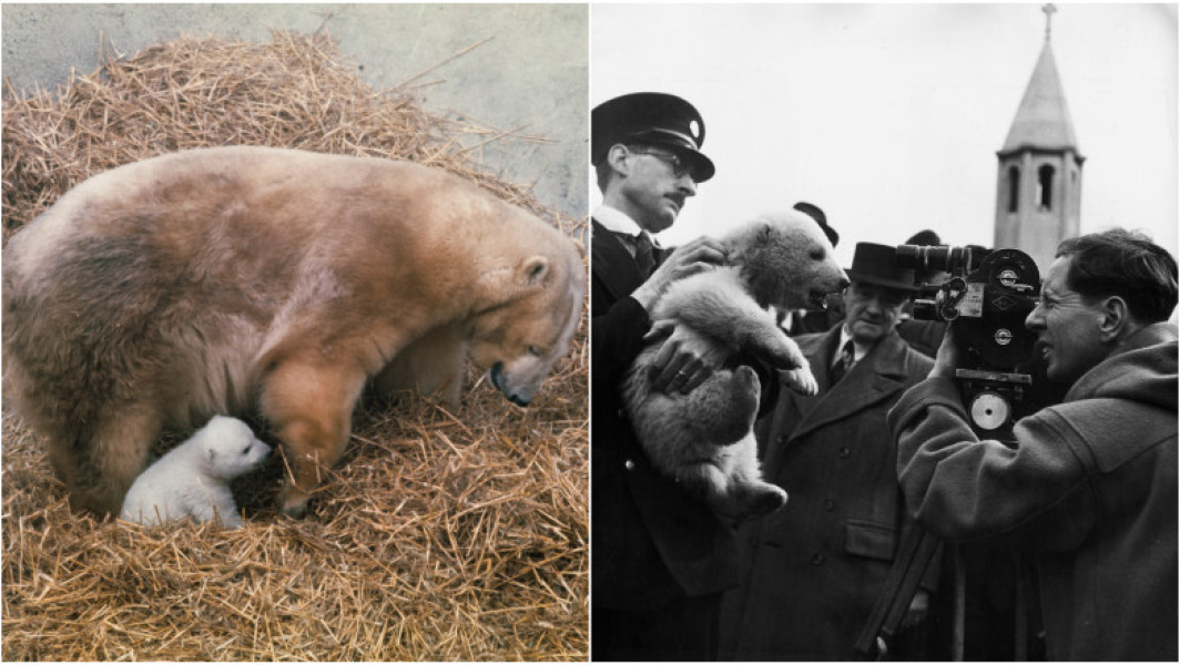 Ursii polari s-au întors în grădinile zoologice din Marea Britanie după 20 de ani