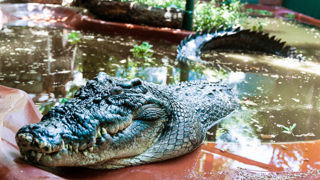 Moartea celui mai mare crocodil aflat în captivitate din Australia