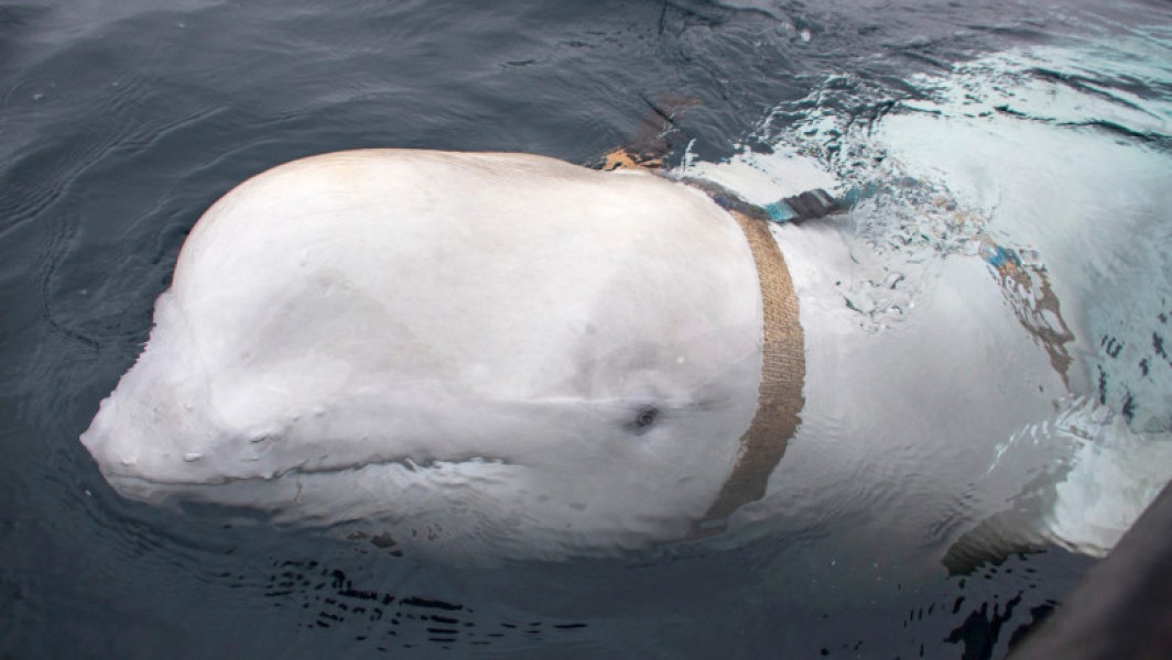 Misterul balenei beluga Hvaldimir, rezolvat: expertul afirmă că a fost antrenată de armata rusă
