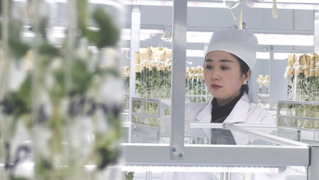 Chinezii obțin soiuri noi de cartofi în spațiu