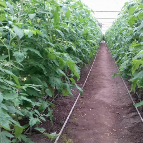 Guvernul oferă 350 de milioane lei pentru agricultorii care cultivă legume în sere