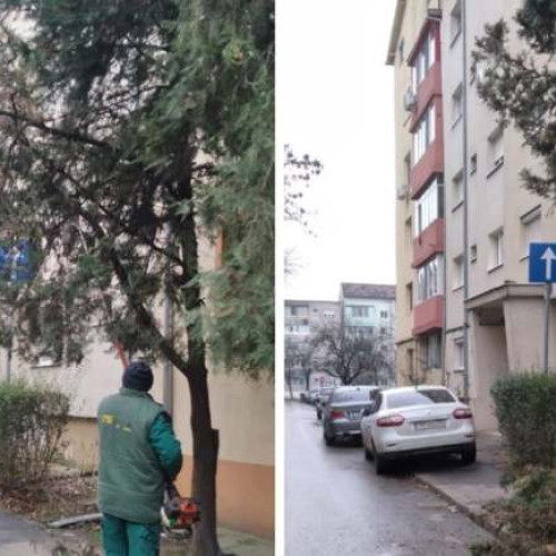 Lemnele din toaletările arborilor din Timișoara, ajunse la familii nevoiașe