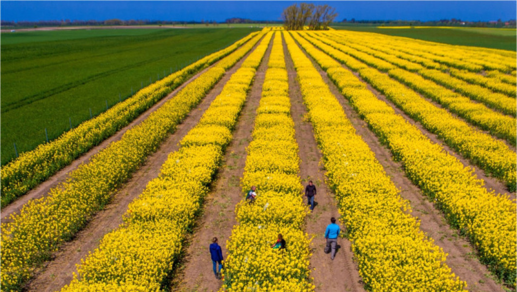 Lupta pentru noua revoluție agricolă a Europei: Marile corporații se bat pentru supremație la producerea de soiuri modificate genetic