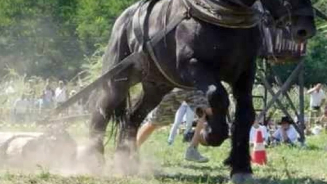 Un județ din România interzice concursurile cu cai care trag diferite greutăți: „Prevenim cruzimea față de animale”