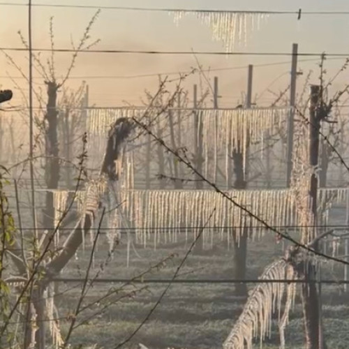 Comisia Europeană alocă 50 milioane euro pentru fermierii afectați de îngheț în șase țări