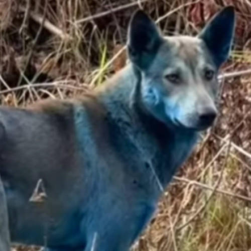 Expert ucrainean infirmă speculațiile despre câinii albaștri de la Cernobîl