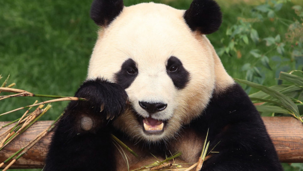 Sute de sud-coreeni s-au unit pentru a-și spune adio îndrăgitei pandă uriașe care se întoarce în China