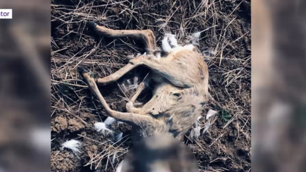 Zeci de animale sălbatice moarte, firmele de vânătoare din Timiș și Arad anchetate pentru utilizarea neautorizată de substanțe toxice