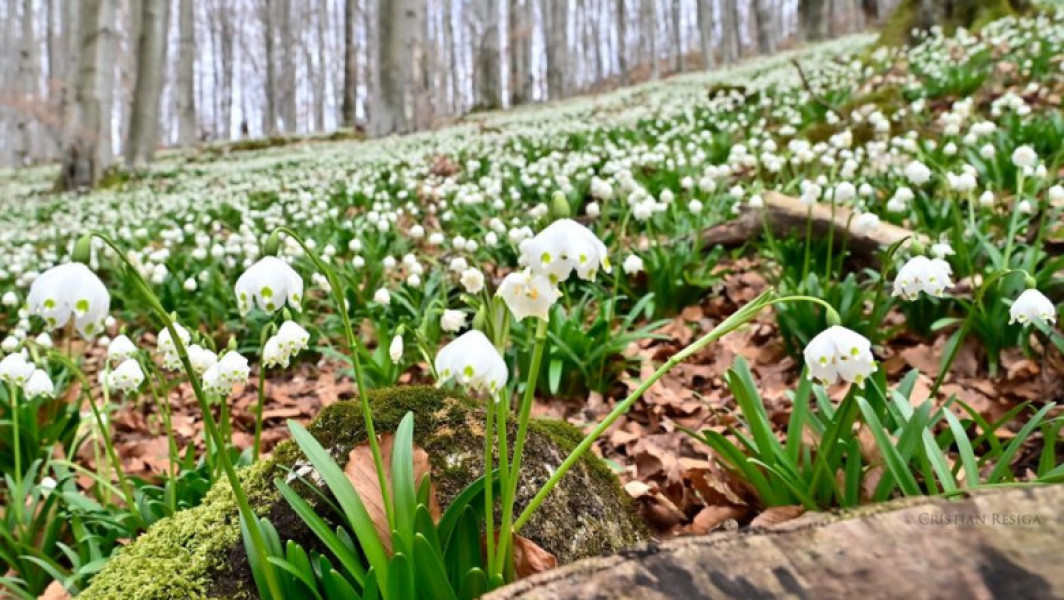 Romsilva cere respect pentru flora din Parcul Natural Gradiștea Muncelului-Cioclovina, una dintre cele mai frumoase atracții din Romania
