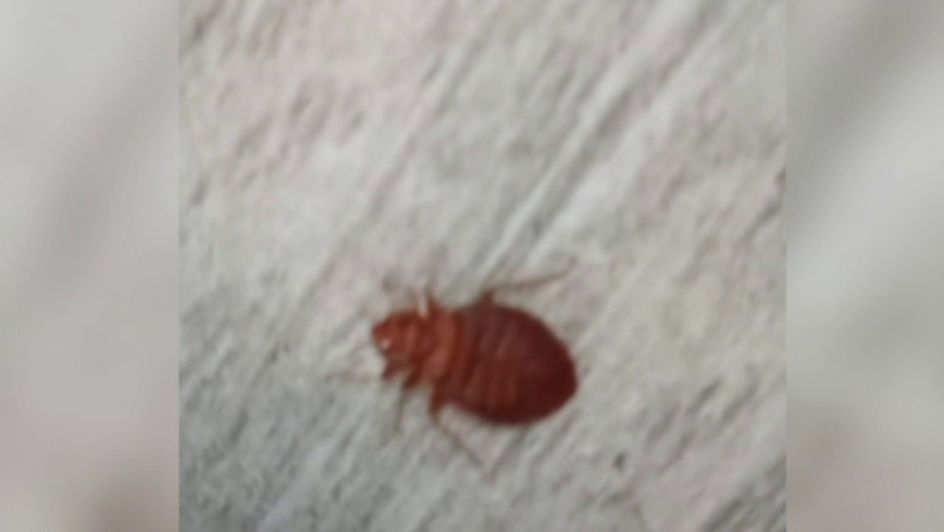 Incident cu ploșnițe într-o școală din București. Părinții sunt îngrijorați de prezența insectelor în școală și la casele lor.
