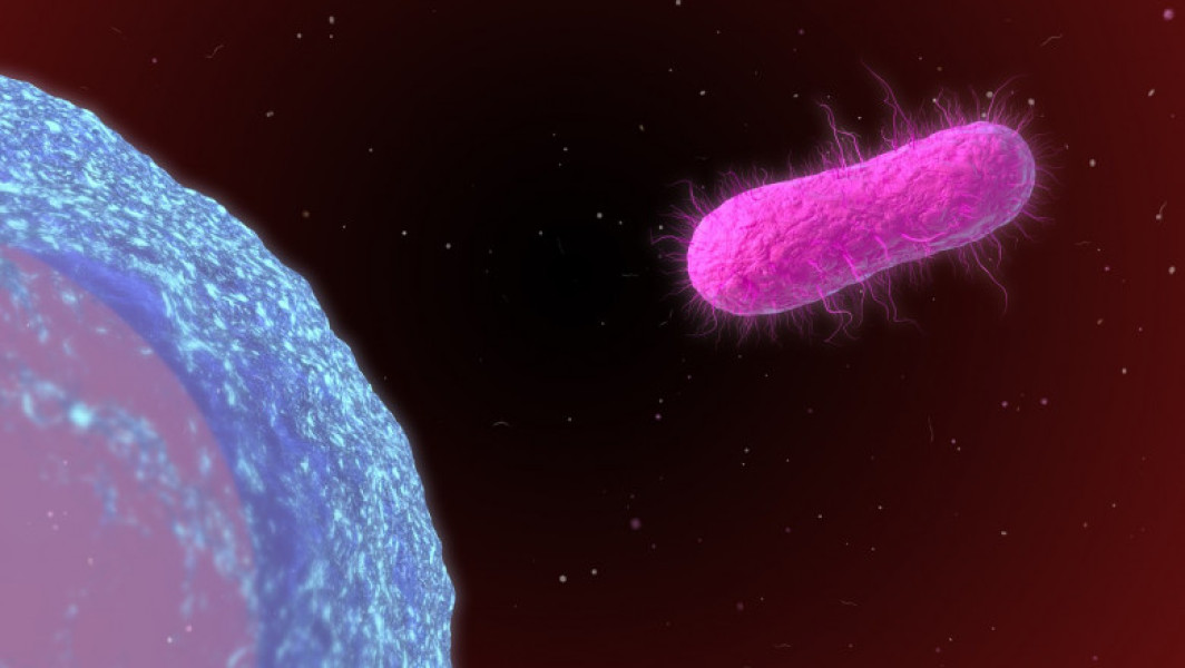 Primul caz de febră tifoidă din 2024 în România, la un pacient al Spitalului de Boli Infecțioase „Victor Babeș” din Capitală