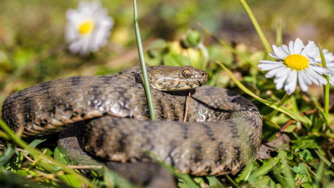 Reptile salvate din locuinţa unui bărbat decedat în Drobeta Turnu Severin