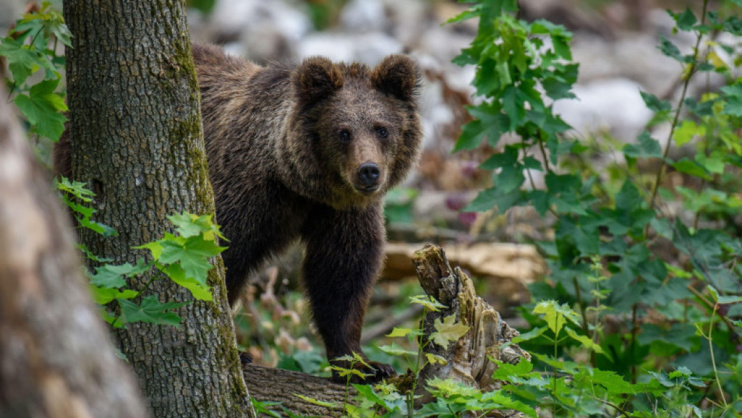 Alertă în Pitești: Un urs, căutat de autorități. Emis mesaj RO-Alert
