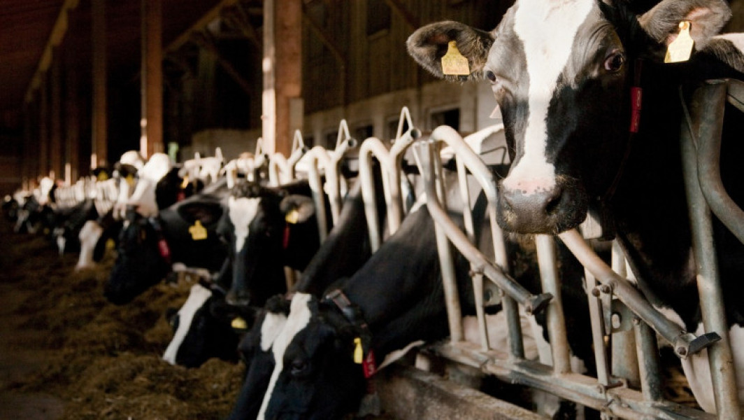 Decizie importantă pentru fermierii români. Ciolacu anunță că vor fi reluate exporturile cu carne și animale vii în Turcia
