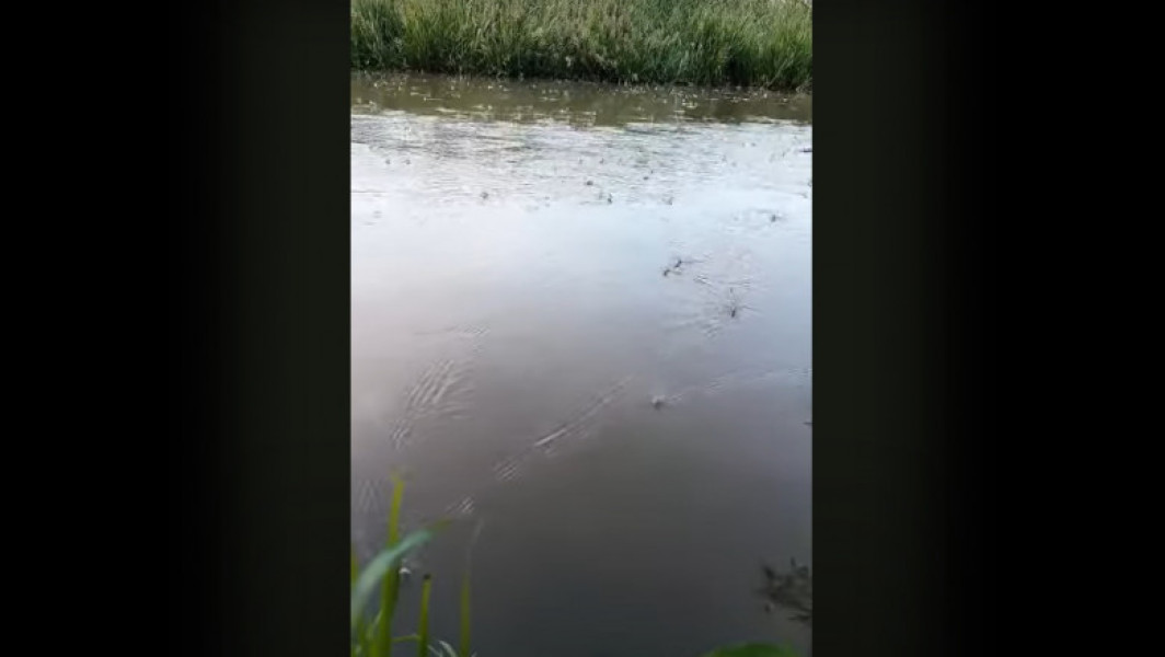 Spectacolul fluturilor albi, o atracție unică pe râul Bega. Mii de insecte rare umplu cerul deasupra Timișoarei într-un dans al vieții și al iubirii. Setări cookie împiedică vizualizarea. Efemeridele apar doar o dată pe an și sunt considerate tinerii care se întorc pentru a-și găsi partenerul potrivit. Credința populară spune că acestea sunt suflete nemăritate. Filmările în premieră arată cum fluturii trăiesc și mor în doar câteva ore. Biologii consideră că prezența lor atestă curățenia apelor râului Bega.