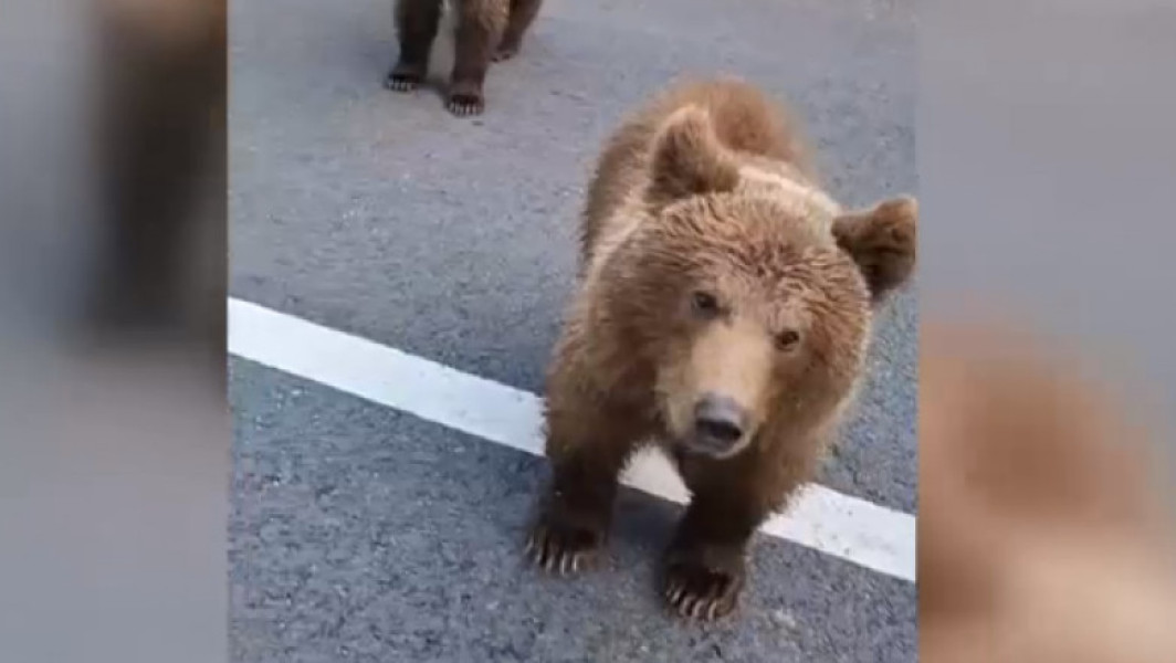 Gest inconștient pe Transfăgărășan. Ce a pățit un șofer care a chemat un urs să vină spre el (VIDEO)