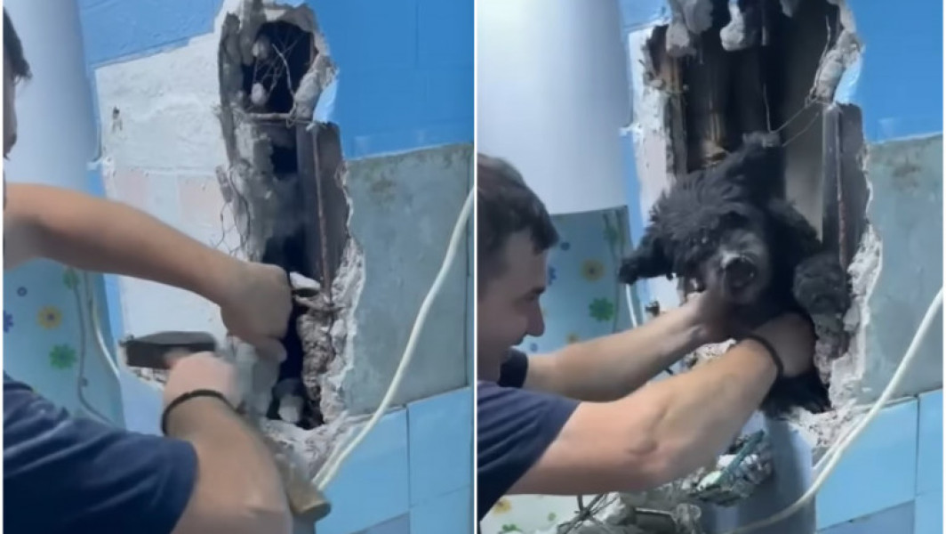 Un câine salvat de pompieri din peretele unui bloc din Vulcan