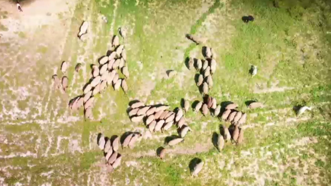 Video Imagini dezolante în Călărași: Una din cele mai mari bălți de pescuit din țară seacă. „Acolo creșteau pești, acum pasc oile”