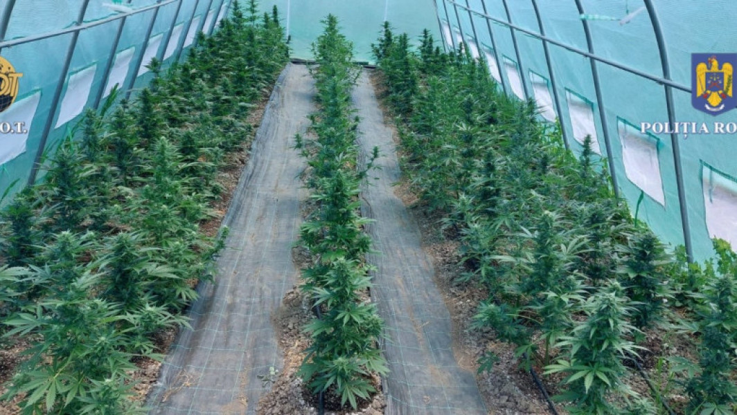 Bărbat din Mureș arestat preventiv pentru cultivarea de canabis