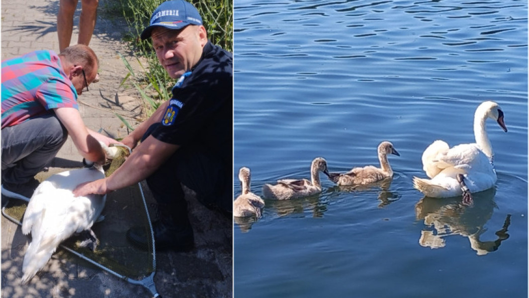 Jandarmii din Constanța au intervenit pentru salvarea unei lebede cu pui la Neptun