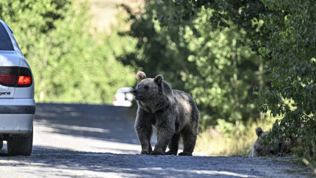 Urs văzut pe străzile din Sinaia: Locuitorii alertați prin sistemul RO-ALERT