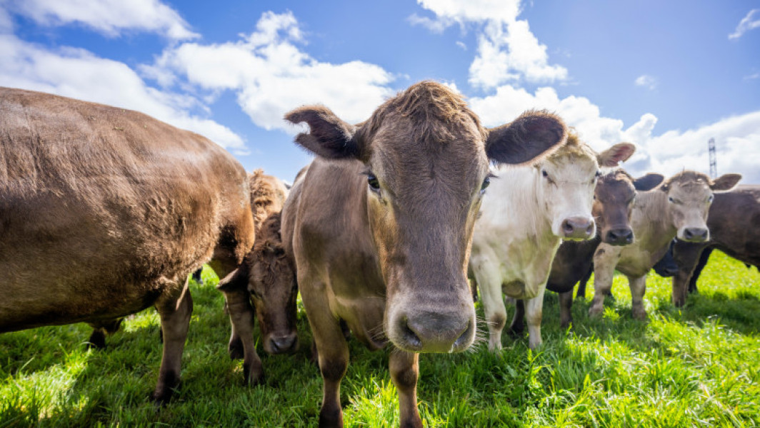 Danemarca va impozita crescătorii de animale pentru emisiile de gaze cu efect de seră începând cu 2030