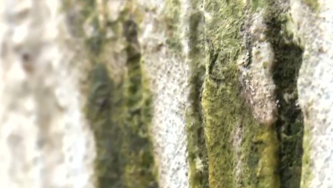 Un nou alergen descoperit de cercetătorii din România