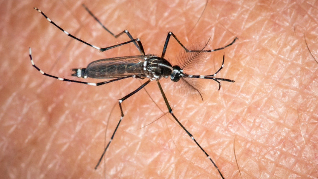 Primul vaccin împotriva chikungunya a fost autorizat de Comisia Europeană