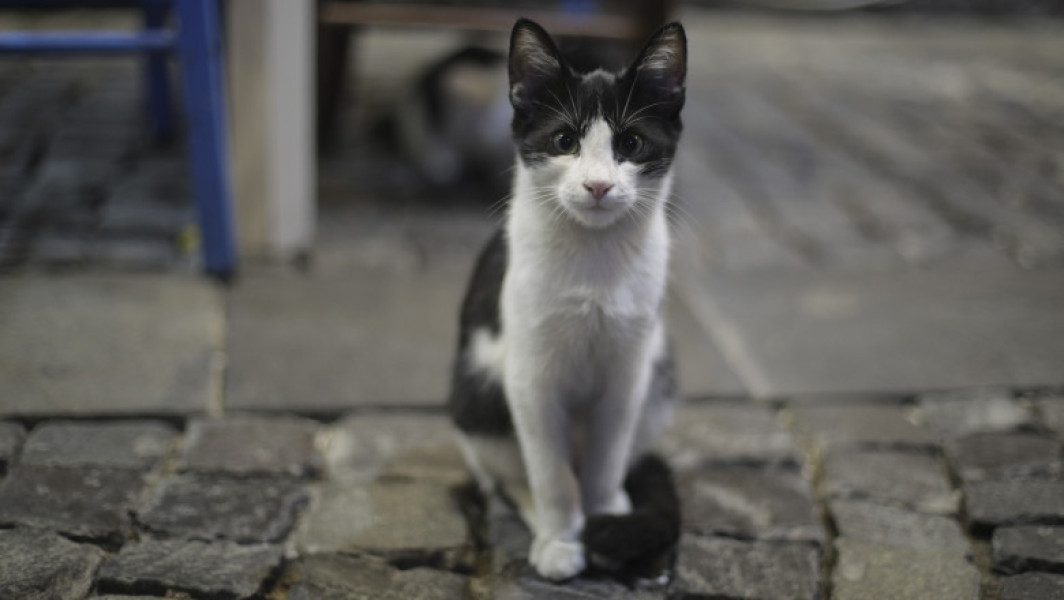 Caz șocant la Reșița: trei tineri au chinuit o pisică maidaneză