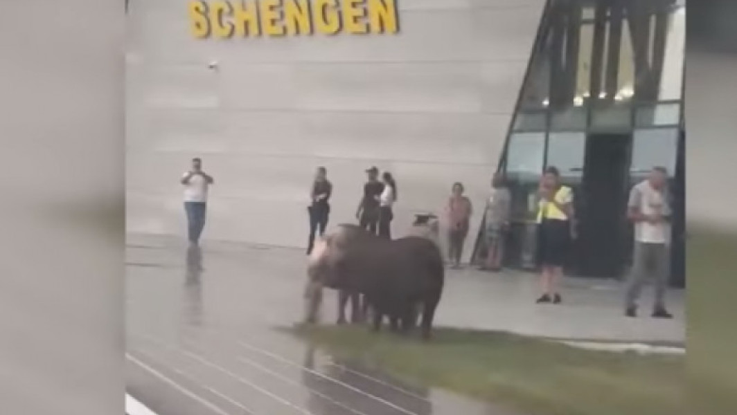 Porci filmați pe gazonul din fața noului Terminal Schengen al Aeroportului din Timișoara