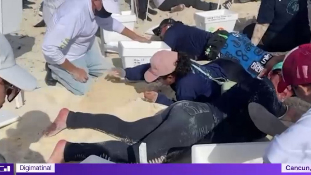Salvarea ouălor de țestoasă din Cancun, înaintea sosirii uraganului Beryl